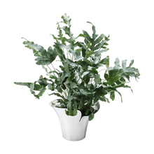 Cargar imagen en el visor de la galería, Blom - Maceta Mediana Botanica