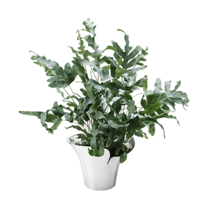 Blom - Maceta Mediana Botanica